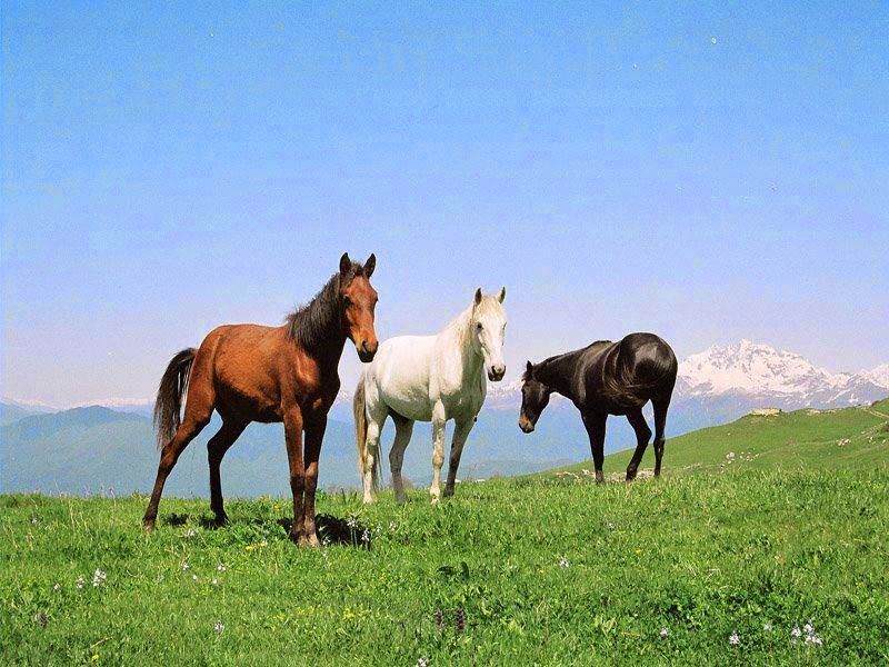 უკანაფშავი, შუაფხო  მაისს