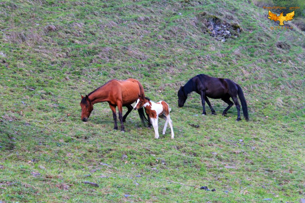 უკანაფშავი, შუაფხო მაისს