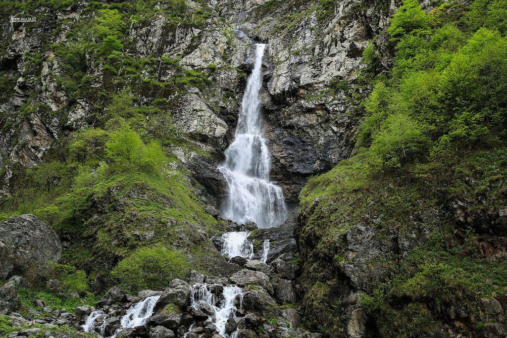 გაიგე პანკისის ისტორია