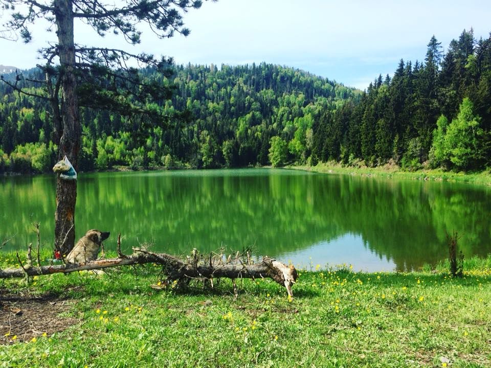 კახისის ტბა - დაბაძველი 