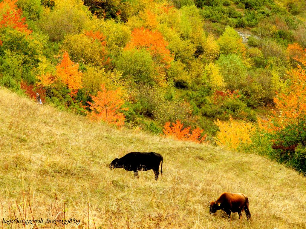 გუდამაყარი - შემოდგომის ფერებში