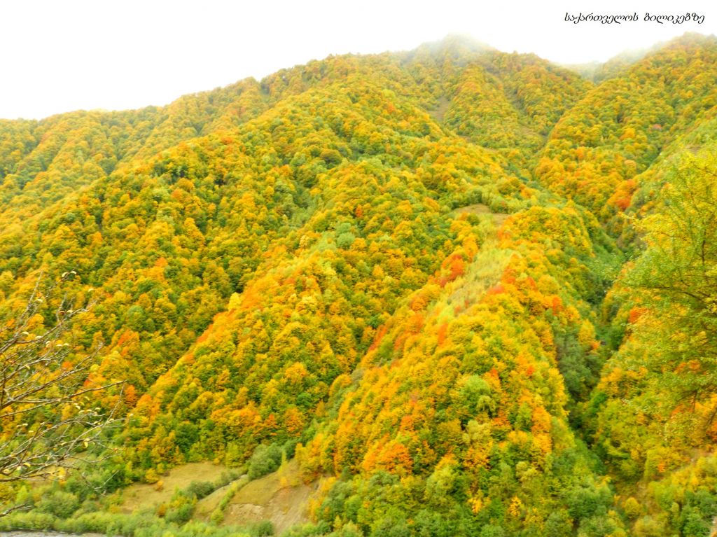 გუდამაყარი - შემოდგომის ფერებში