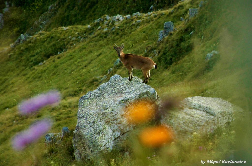 შავი კლდეების ტბა