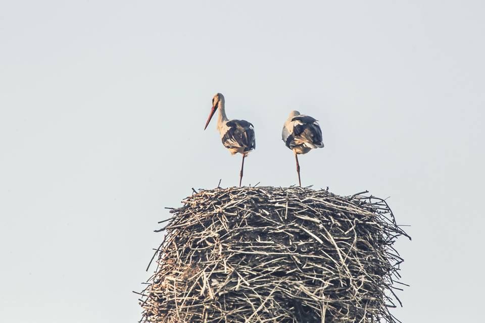 ფრინველებზე დაკვირვება / Birdwatching - Gel