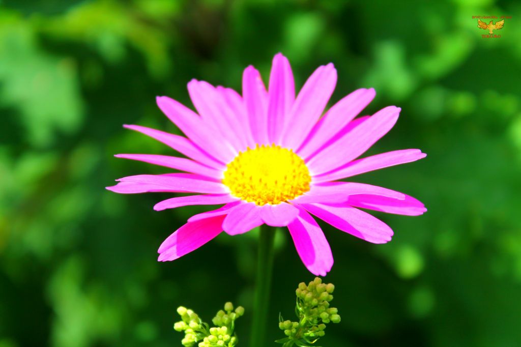 გუდამაყარი,ლუთხუბის ხეობა