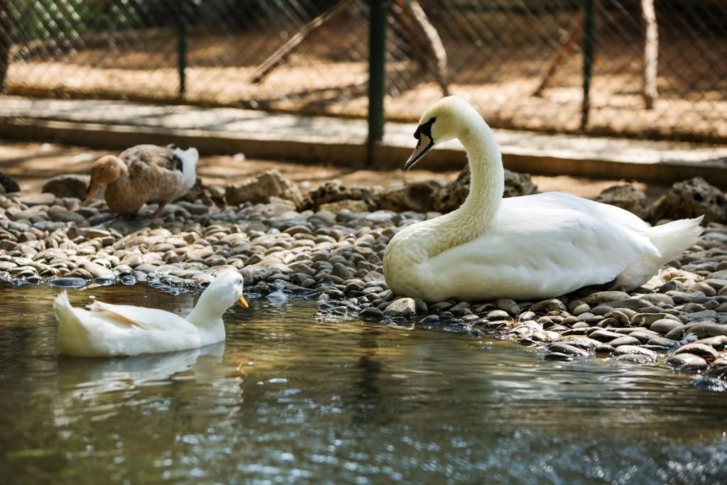ბელკეის საოცრება