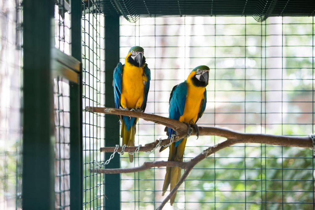 ბელკეის საოცრება