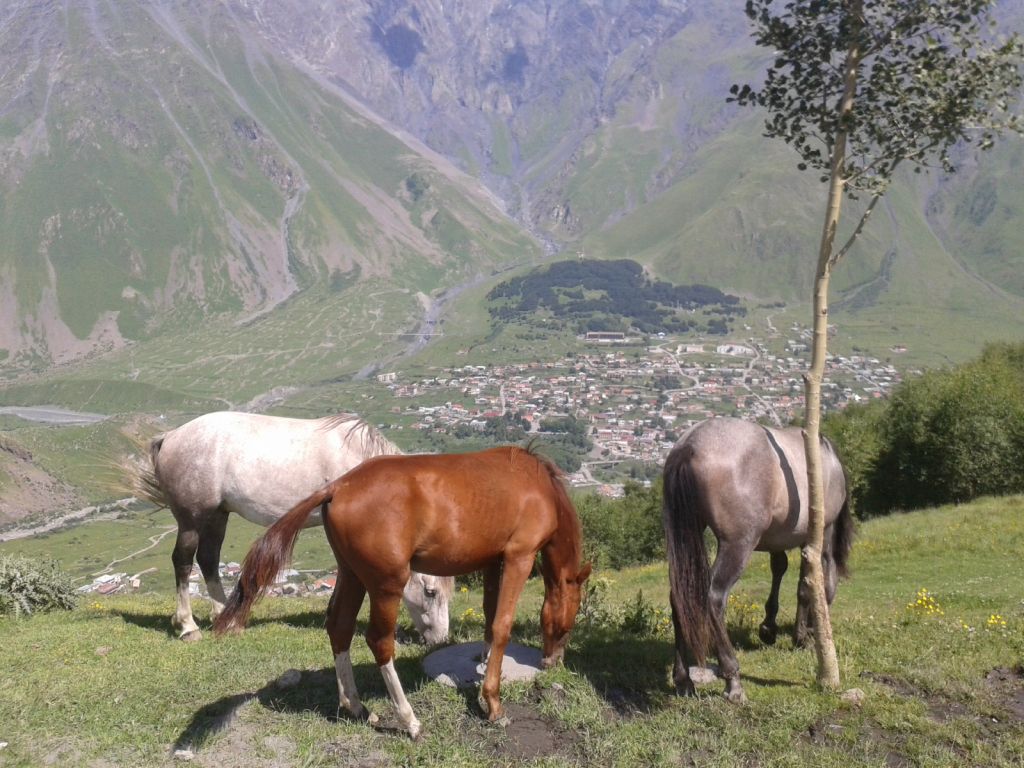 ჯვარი-მცხეთა-შიო მღვიმელის მონასტერი. -დან.