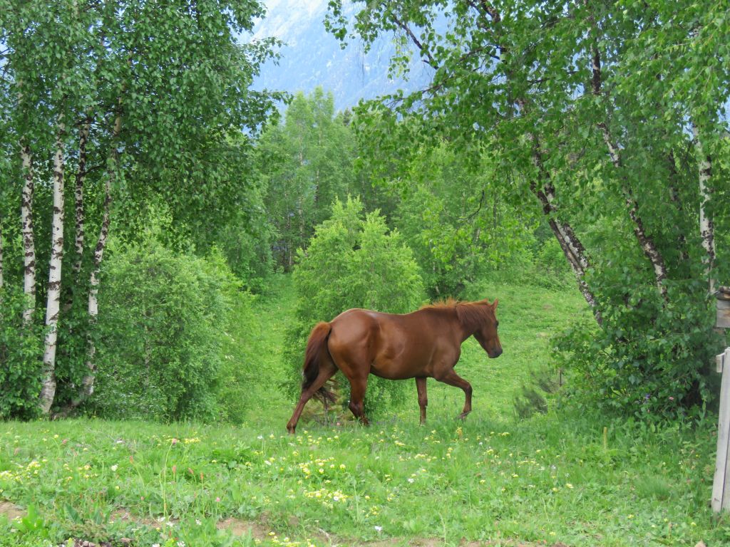 გაატარეთ სვანური დღე პოზიტიურად <