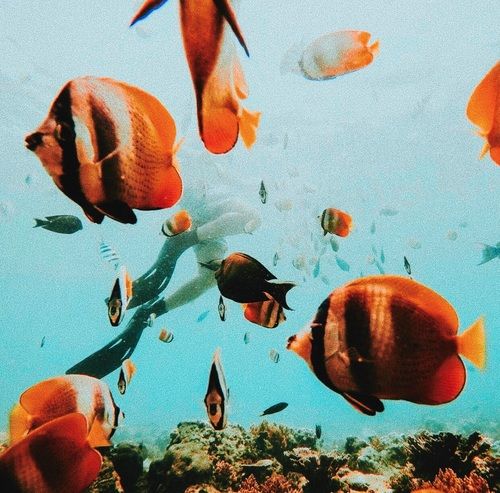 ულამაზესი კანარის კუნძულები