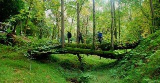 ბოტანიკური ბაღი და პეტრას ციხე