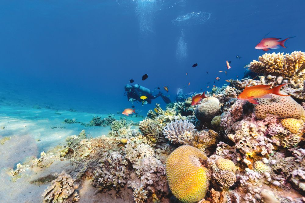 დაისვენეთ და შეხვდით ახალ წელს შარმ-ელ-შეიხში.