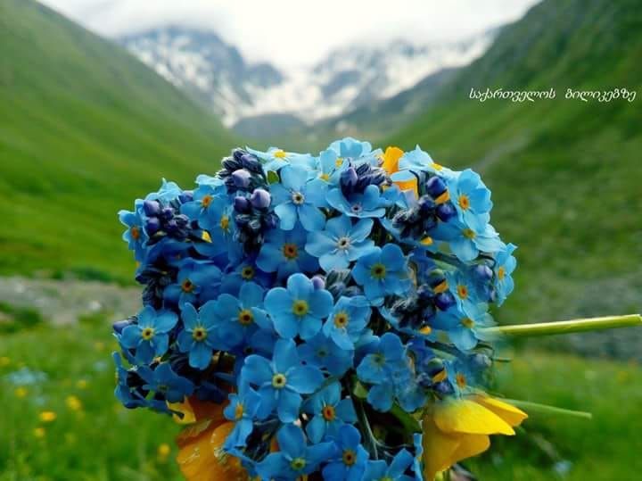 ჯუთა - ჭიუხები (წლის ბოლო ტური)