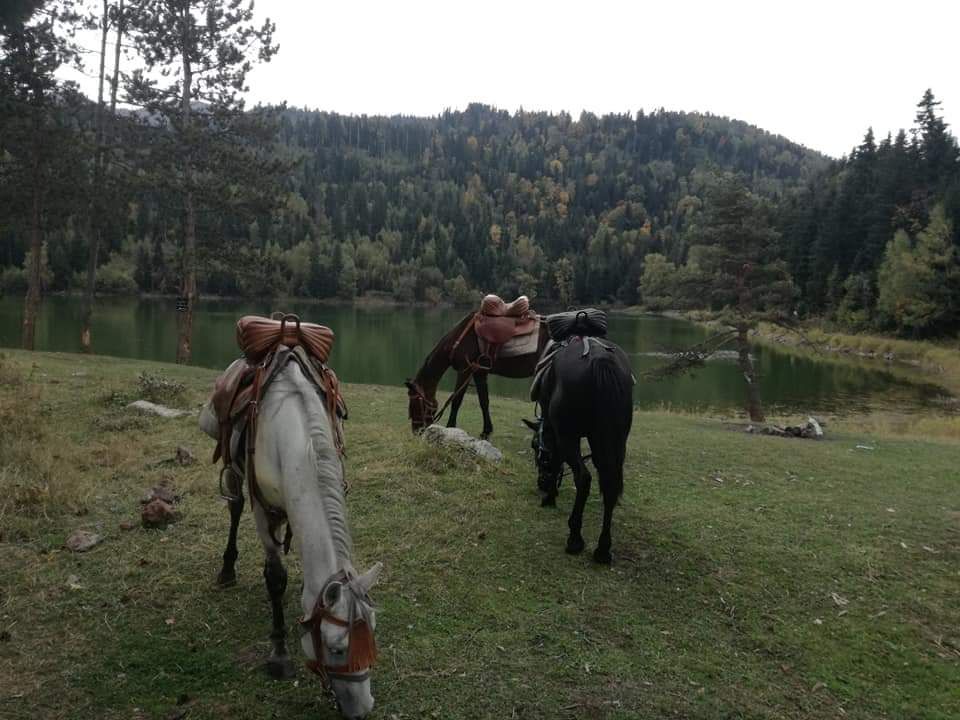 ცხენი,საცხენოსნო ტურები ბორჯომში