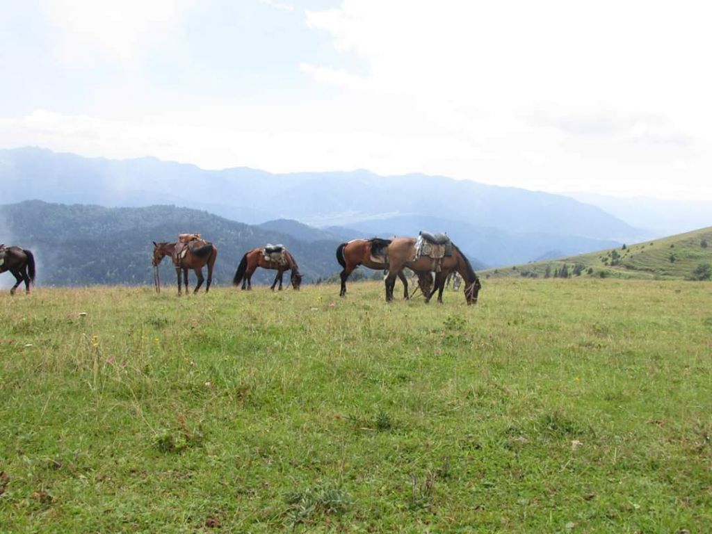 Конные туры боржоми