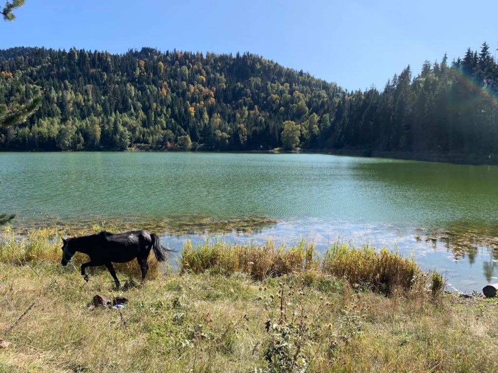 Конные туры боржоми