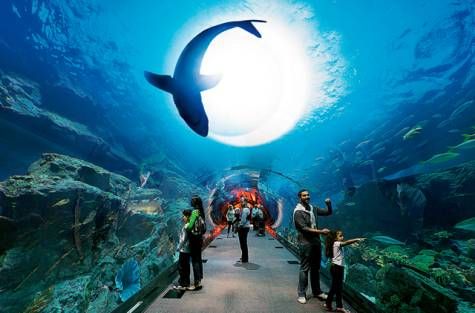 აქცია!!! დუბაი - !!!