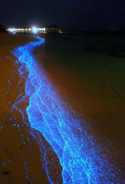 იწყება ბლოკ-პაკეტების გაყიდვა სამოთხეში, ანუ მალდივის კუნძულებზე. თამამად შეცვალეთ მიმართულებები.