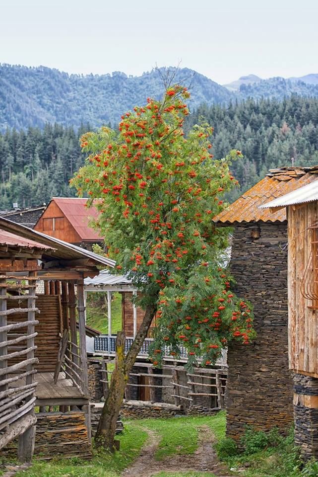 სექტემბერს "ოქროსფერი შემოდგომა" თუშეთში დღიანი ტური. ტელ: / /