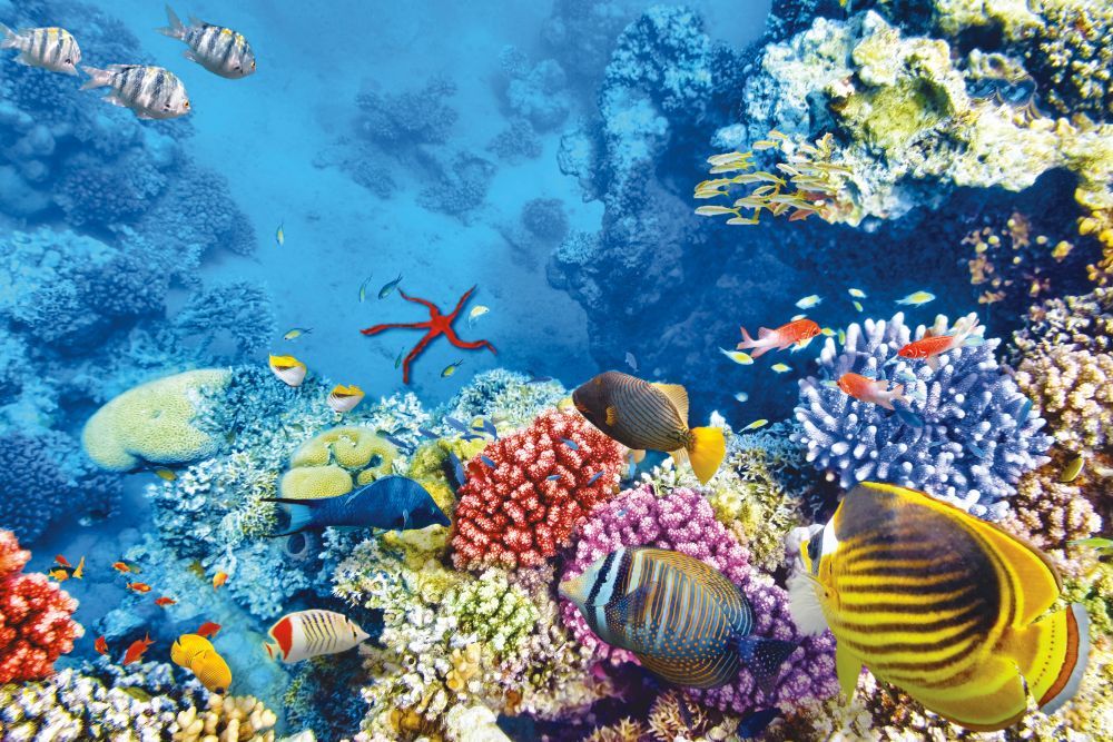 HURGHADA ბოლო რეისი --- იჩქარეთ!!!