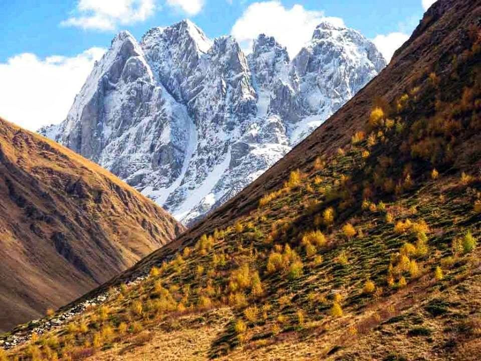 ოქროსფერი ჯუთა - ZooM