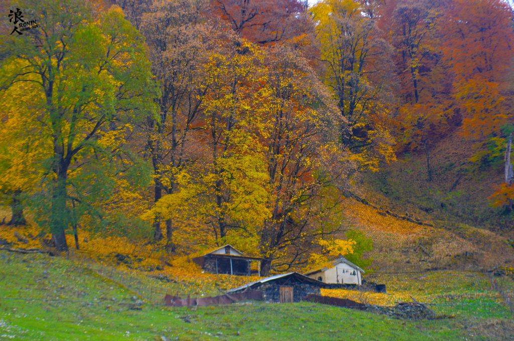 მოირონინე შემოდგომისფერი გუდამაყარი ოქტომბერს