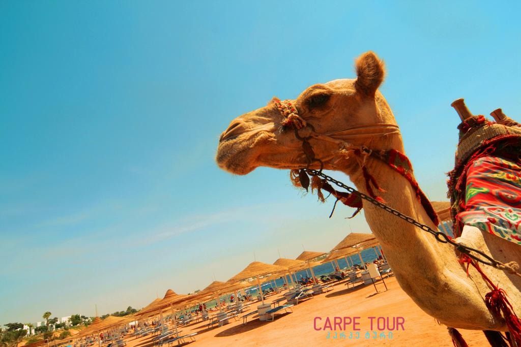 შარმ ელ შეიხი, ეგვიპტე ფასდაკლება!