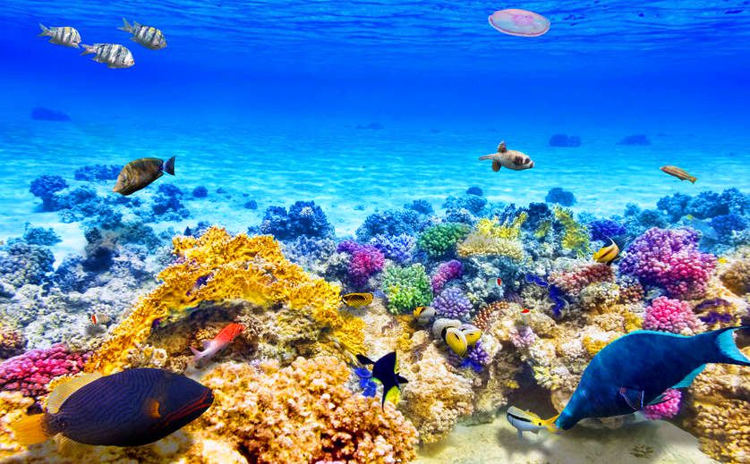 აქცია!!! შარმ ელ შეიხი - !!!