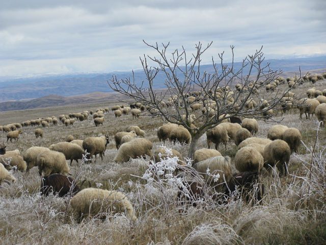 ანანური-გუდაური-ყაზბეგი.