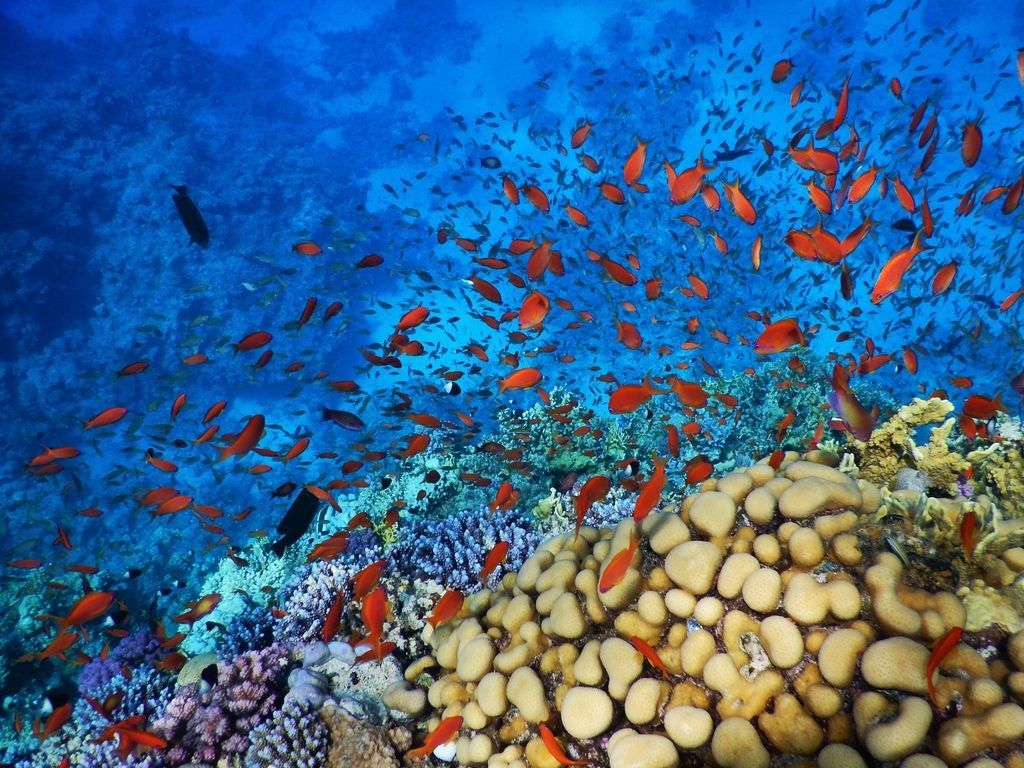 შარმ ელ შეიხი -