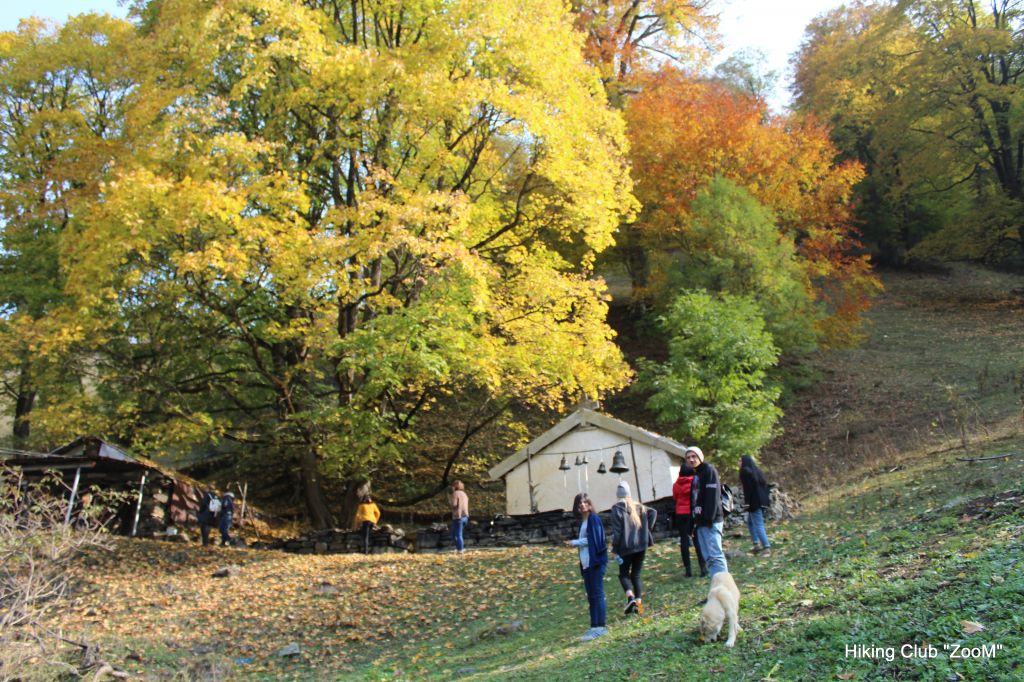 ოქროსფერი გუდამაყარი - ZooM