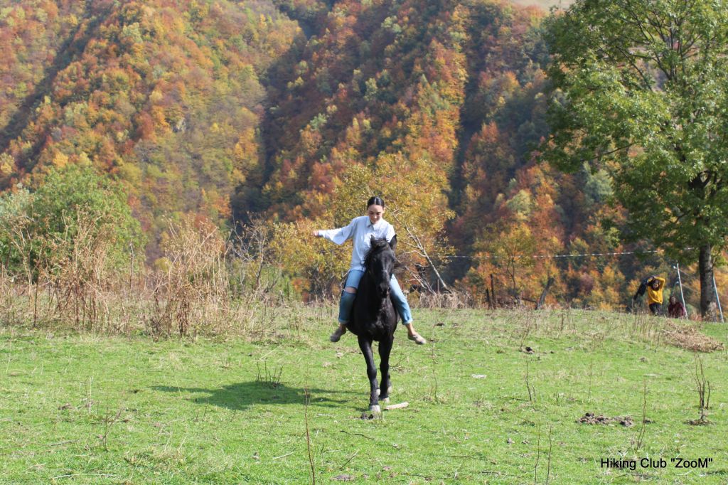 ოქროსფერი გუდამაყარი - ZooM