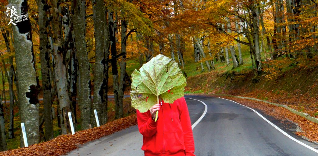 მოირონინე შემოდგომისფერი საბადურის ტყე