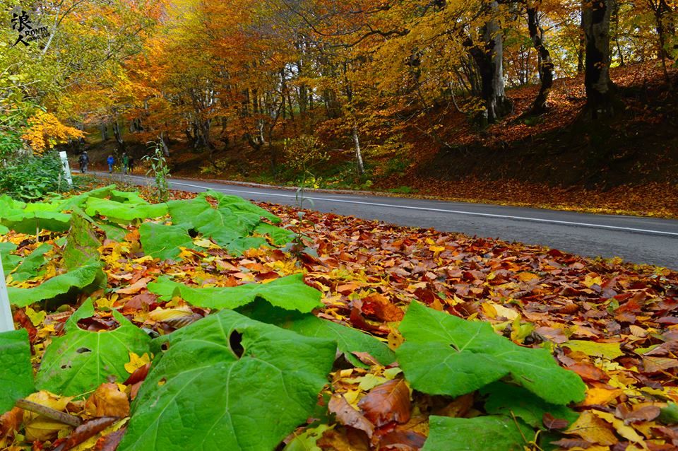 მოირონინე შემოდგომისფერი საბადურის ტყე