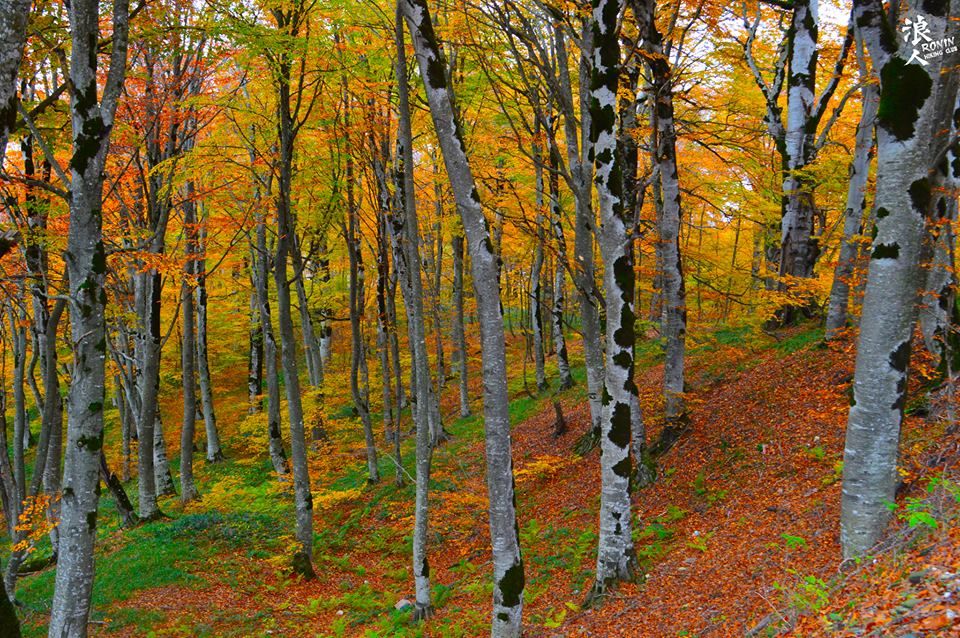 მოირონინე შემოდგომისფერი საბადურის ტყე