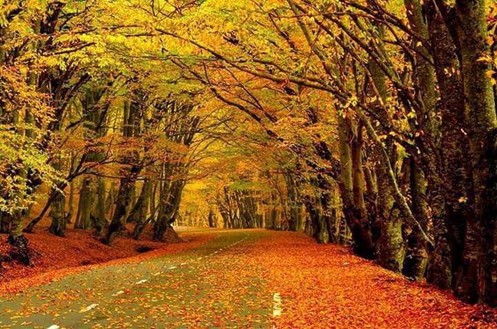 autumn in sabaduri trees