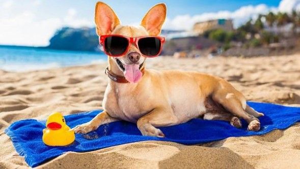 დაისვენეთ შარმ ელ შეიხში, ტურები - GEL