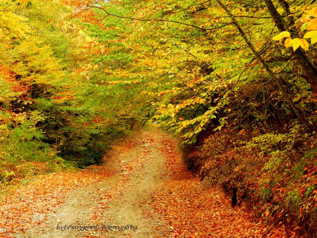 ზედაზენი, შიომღვიმე, საგურამო შემოდგომის ფერებში