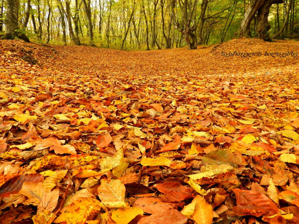 ზედაზენი, შიომღვიმე, საგურამო შემოდგომის ფერებში
