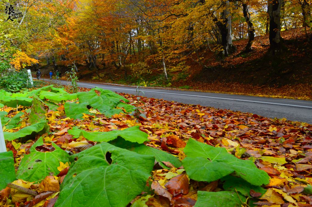 მოირონინე შემოდგომისფერი საბადურის ტყე