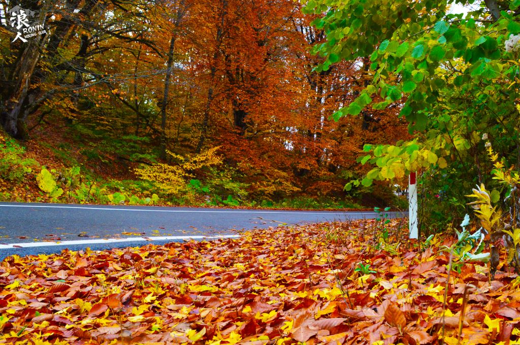 მოირონინე შემოდგომისფერი საბადურის ტყე