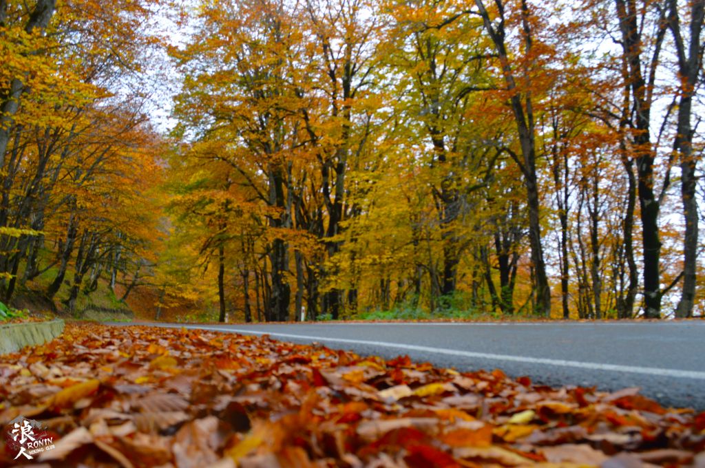 მოირონინე შემოდგომისფერი საბადურის ტყე