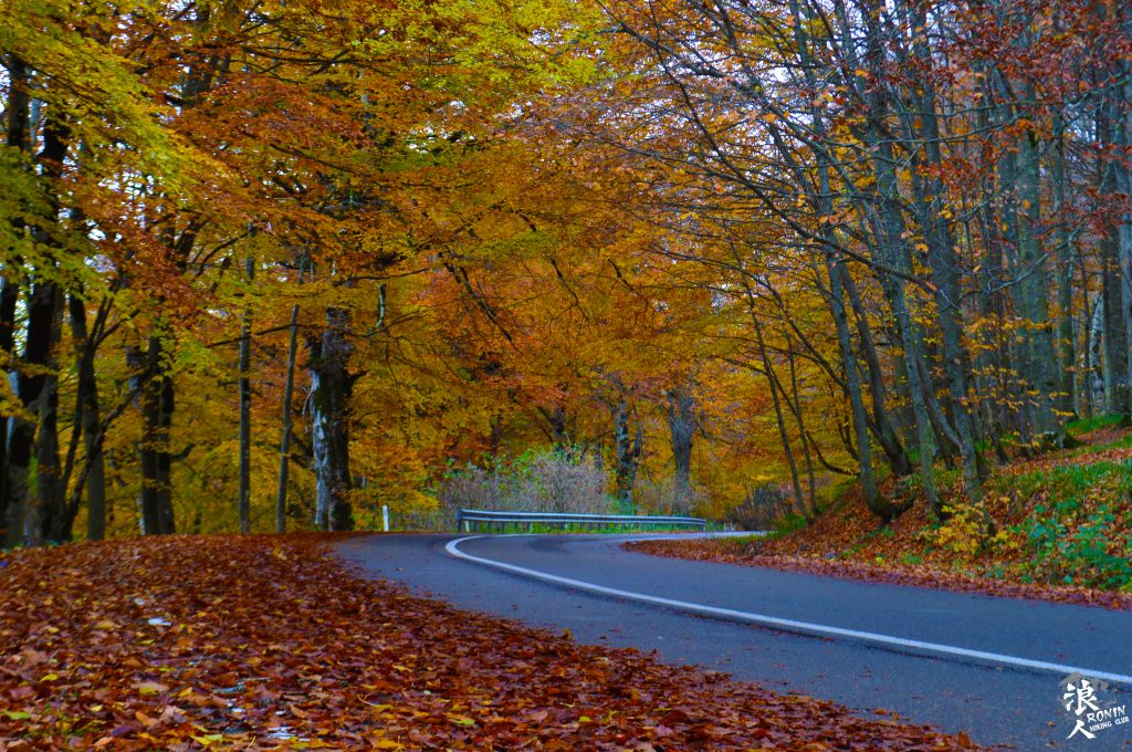 მოირონინე შემოდგომისფერი საბადურის ტყე