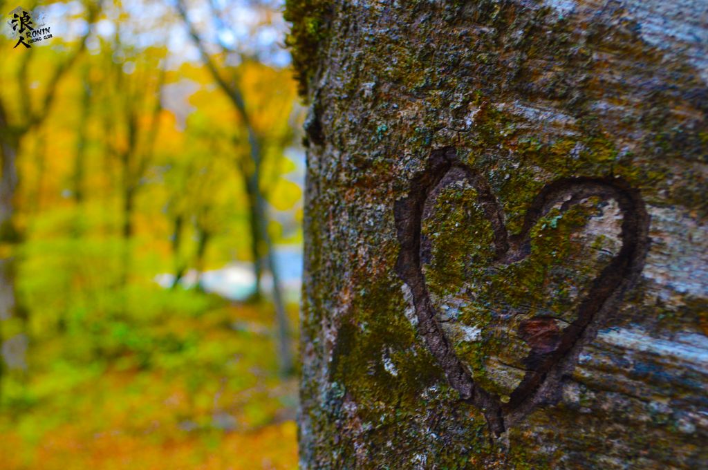 მოირონინე შემოდგომისფერი საბადურის ტყე