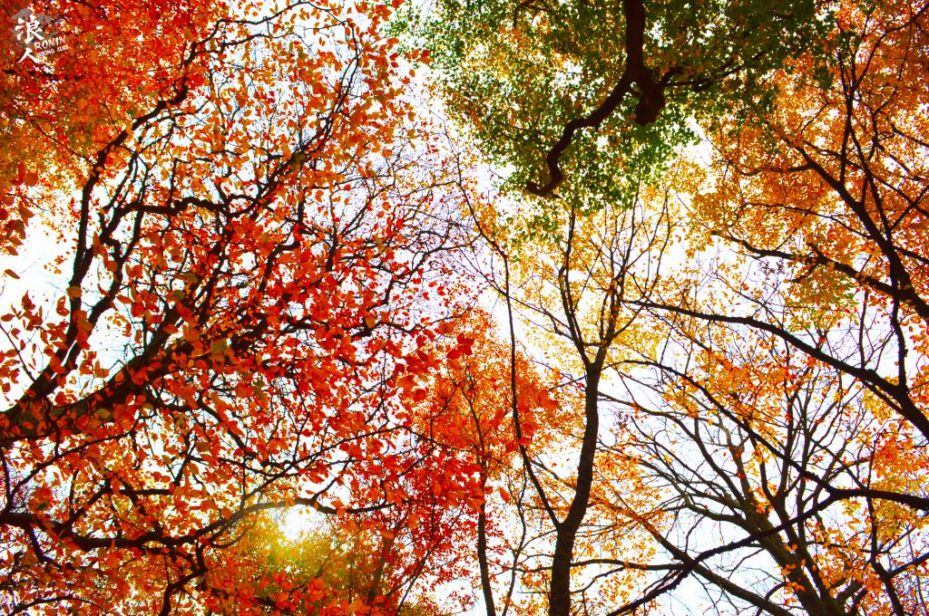 მოირონინე შემოდგომისფერი საბადურის ტყე