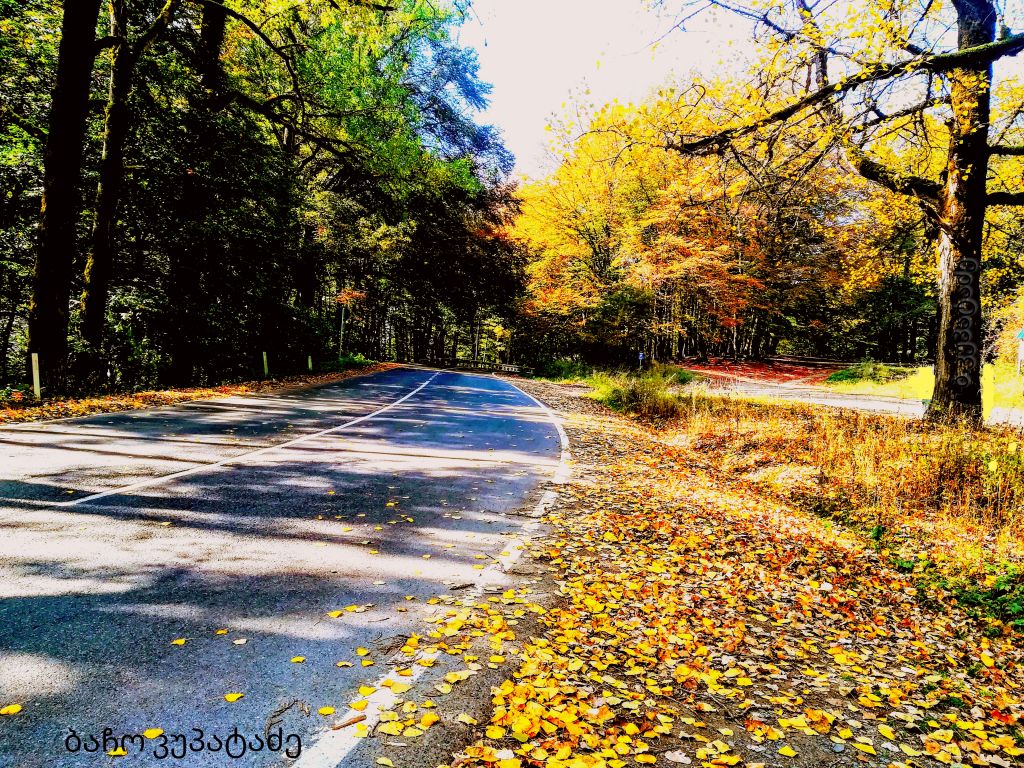 საბადურის ტყე ;)