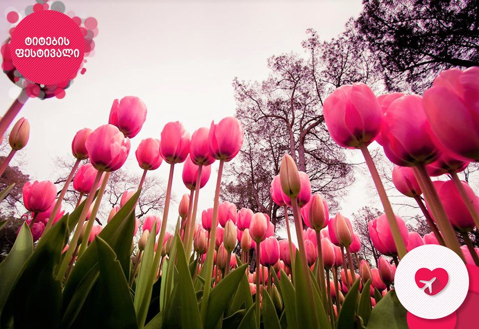 ტიტების ფესტივალი სტამბულში