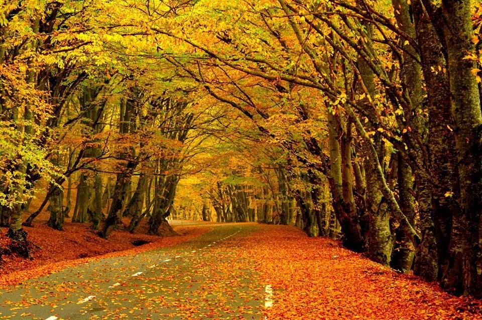 იჩქარეთ საბადურის ტყე