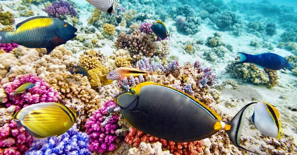 აქცია!!!შარმ ელ შეიხი საუკეთესო ფასად!