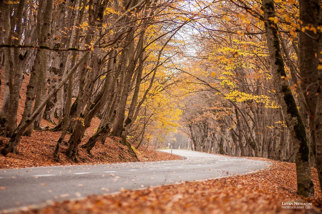 ტური საბადურის ტყეში
